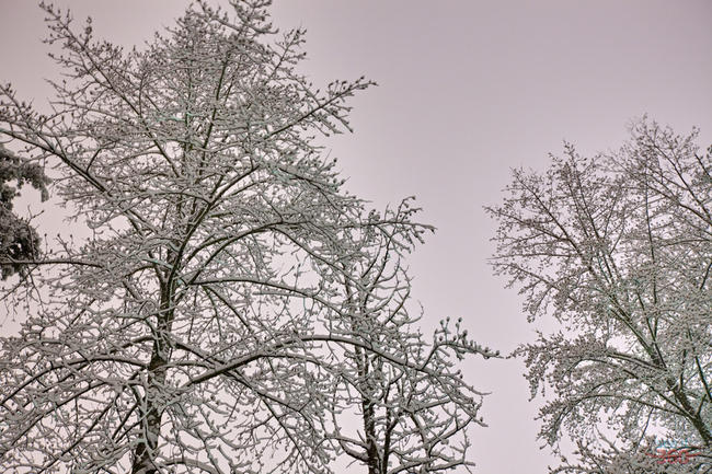 Icy Trees