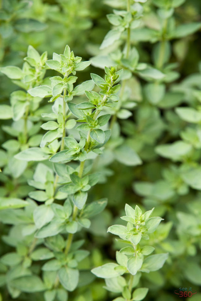 Oregano (Origanum vulgare)