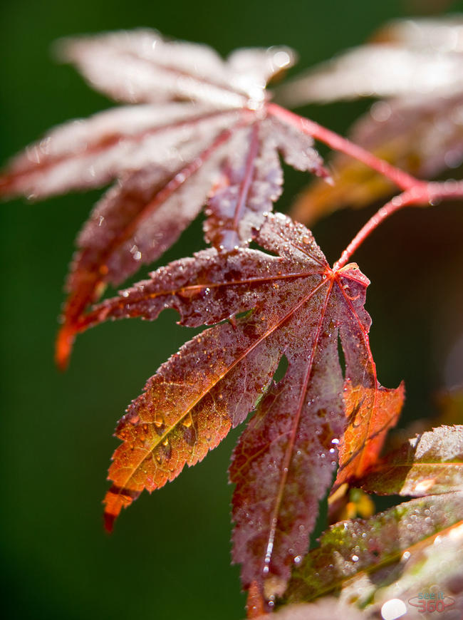 Japanese Maple