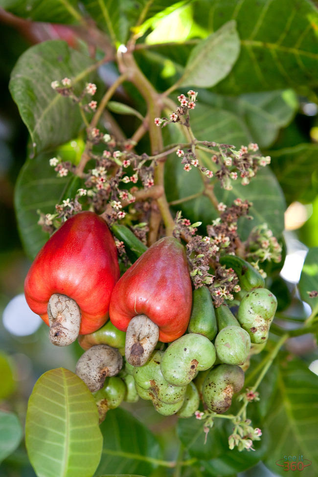 Cashew Fruit