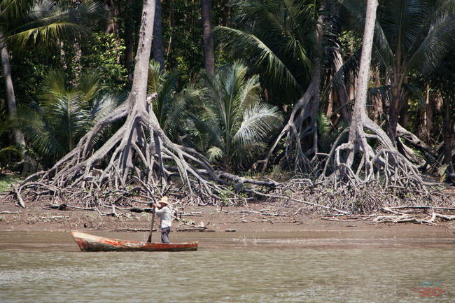 Mangroves at Estero Rico - Panama