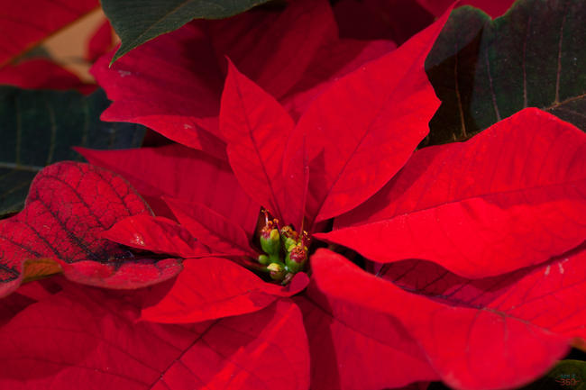 Christmas Flower