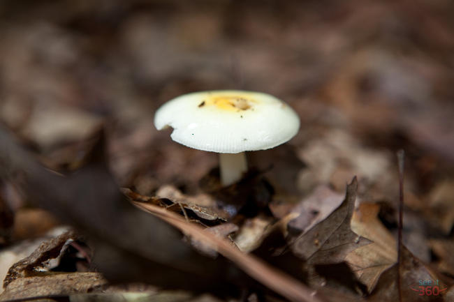 Small White Mushroom