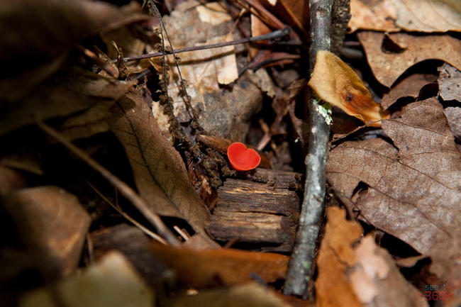 Little Red Mushroom