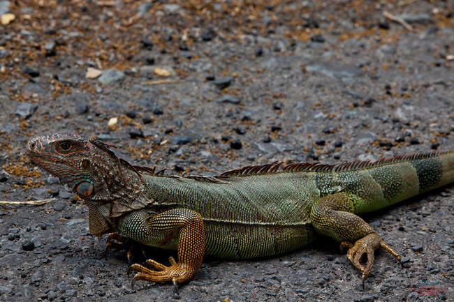 Iguana