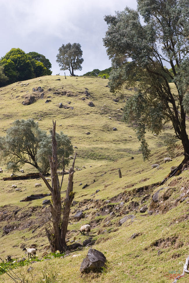 At the slopes of Volcan Baru - sheeps on a field