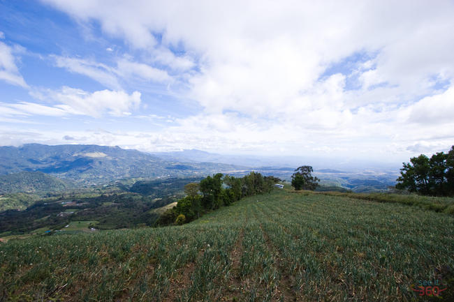 Onion fields of Boquete