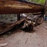 Fallen Redwood: Armstrong Redwoods State Natural Reserve