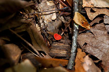 Little Red Mushroom